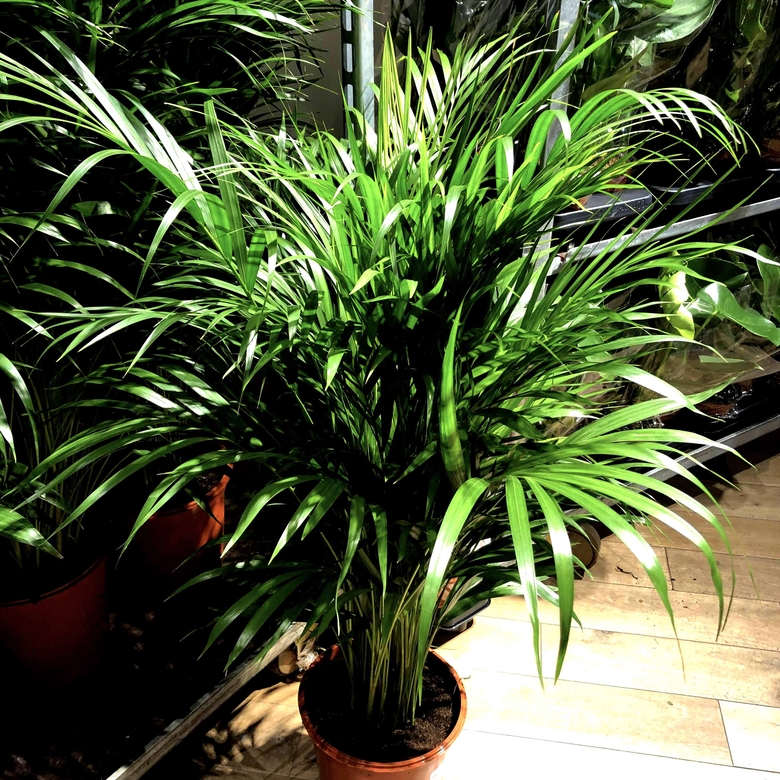 plante 01